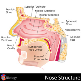 nasal-structure